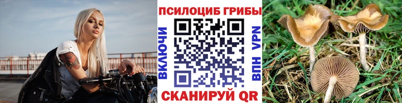 закладка  Уварово  Псилоцибиновые грибы Psilocybe 